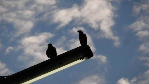 A Pair of Birds Resting . Stock Photos