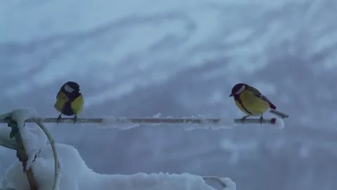A pair of birds standing on antenna in winter Stock Footage 259513405