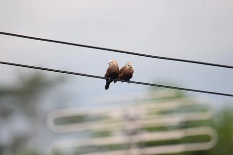 A pair of birds on a wire Stock Photos