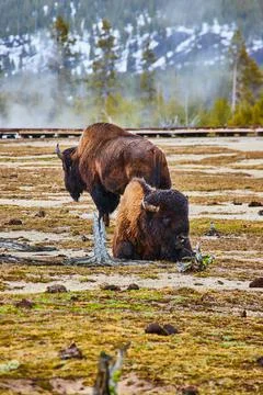 Pair of bison resting in basin of Yellowstone near boardwalk and snowy hills Foto stock