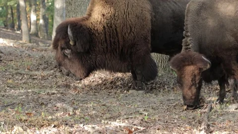 A Pair of Bison Scrounging for Acorns - 4K Stock-Footage 253494276