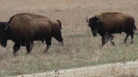 A Pair of Bison Walking Across Tallgrass Prairie Stock Footage 330510222