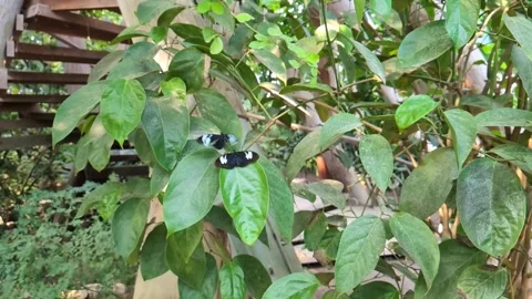 Pair of black and white heliconius doris butterflies resting and flapping wings Video stock 337808786