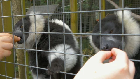 Pair of Black and White Ruffed Lemurs being hand fed together Stock Footage 114805726