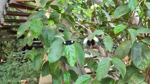 Pair of black and white tropical butterflies fluttering and resting on lush Video stock 337808974