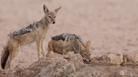 Pair of black-backed Jackal drinks from an artificial waterhole in the Video stock 345139586