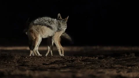 A pair of Black-backed Jackals engage in an aggressive altercation, Mashatu Stock Footage 345924681