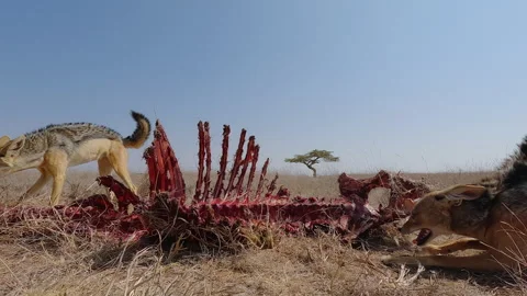 Pair of Black-backed Jackals feeding on a carcass at midday Stock-Footage 314780510