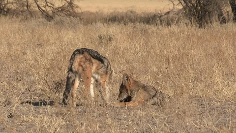 Pair of black-backed jackals Video stock 105321764