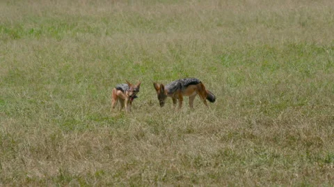 PAIR BLACK-BACKED JACKALS MAASAI MARA KENYA AFRICA Stock Footage 66243753