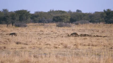 Pair of black backed jackals walking past pile of elephant dung in short dry Stock Footage 81417043