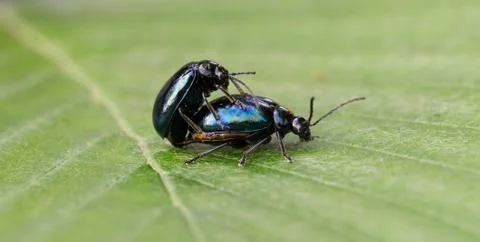 Pair of black beetles, mating behavior Stock Photos