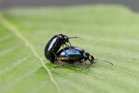 Pair of black beetles, mating behavior Stock Photos