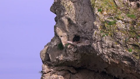Pair of black cormorants on a rock Stock Footage 100420941