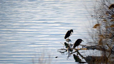 A pair of black-crownded night herons on the river bank Stock Footage 106736951