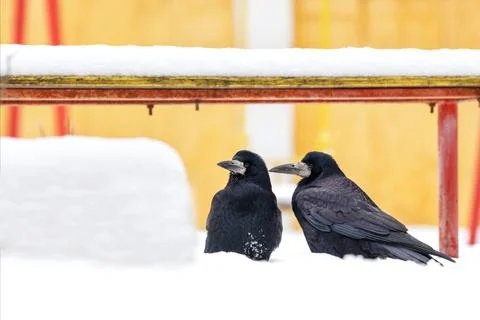 A pair of black crows sits under a snow-covered bench and look in one directi Stock Photos