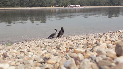 Pair of black crows standing at lake shore, and fly away Stock Footage 108282109