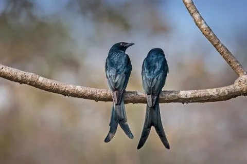 A Pair of Black Drongo perched on a branch in sunlight Stock Photos