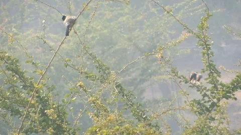Pair of Black head sparrow red-vented bulbul Pycnonotus cafer sitting on twig Stock Footage