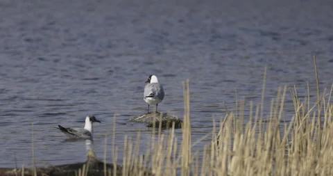 A pair of black-headed gulls in the lake, 4K slomo 스톡 동영상 194018662