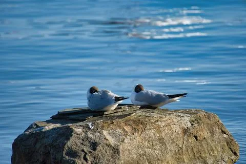 Pair of black headed gulls resting on a coastal rock in the blue sea Fotos Stock