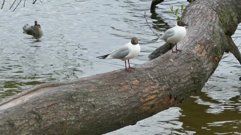 Pair of black-headed gulls standing on a fallen tree trunk by the water Stock Footage 318923373