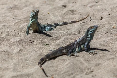 Pair of black iguanas basking Stock Photos
