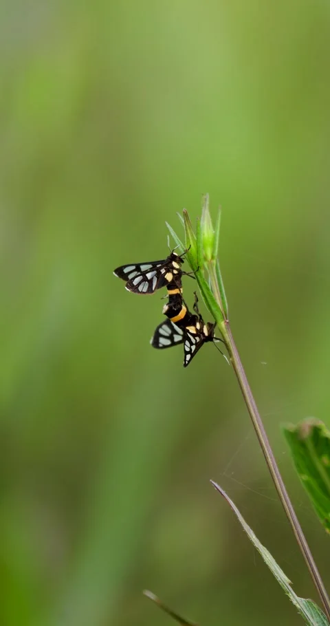 A pair of black insects mating on top of a green bud in a garden. Stock Footage 279002064