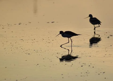 A pair of black-necked stilts silhouetted in the morning light Stock Photos