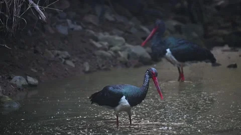 A pair of black stork looking for its choice of food in the pond Video stock 235122949