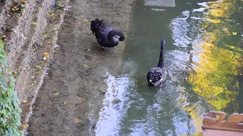 A pair of black swans floating on the water. Stock Footage 117272754