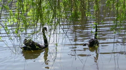 A pair of black swans floating in willow thickets. Video stock 56690056