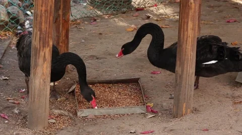 Pair of black swans Stock Footage 43473178