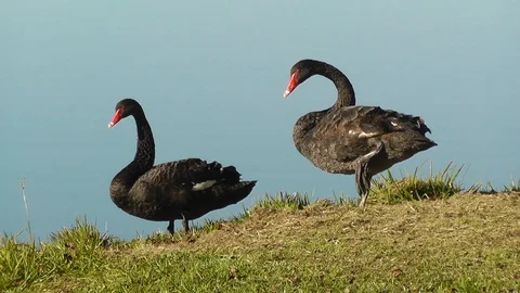 A Pair of Black Swans Stock Footage 89524867