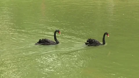 A pair of black swans on the lake Stock Footage 82118387