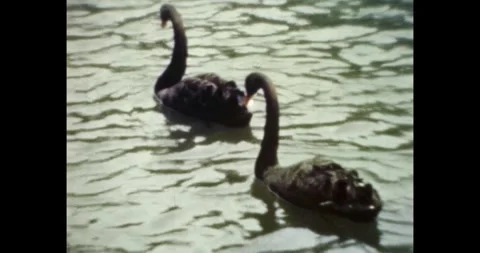 Pair of black swans on water, authentic 1970s home movie, grainy film aesthetic. Vídeo Stock 332416530