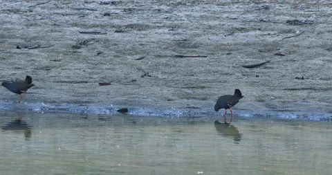 Pair of Black-tailed Native-hen, Tribonyx ventralis, at water edge 4K Stock Footage 167327845
