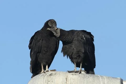 Pair of black vultures Stock Photos