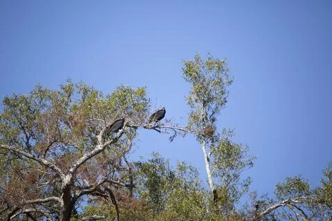 Pair of Black Vultures Stock Photos