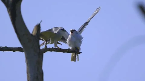 Pair of Black-winged Kite Elanus Caeruleus Perching on Dry Branch. Vidéo 328504696