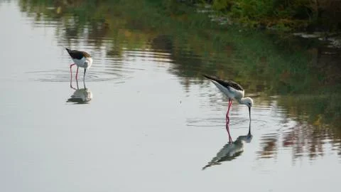 Pair of Black-WInged Stilts Feeding on the Marshland Stock Photos