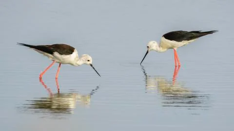 Pair of Black-winged Stilts Stock Photos