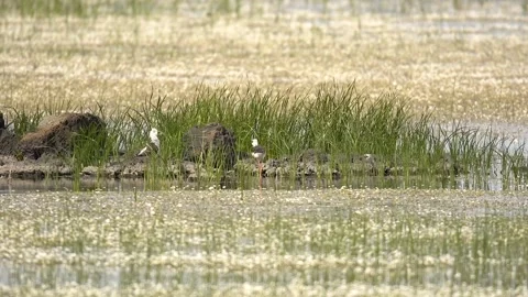 Pair of black winged stilts stands in wetland lake with long legs elegant bird Stock Footage 333790801