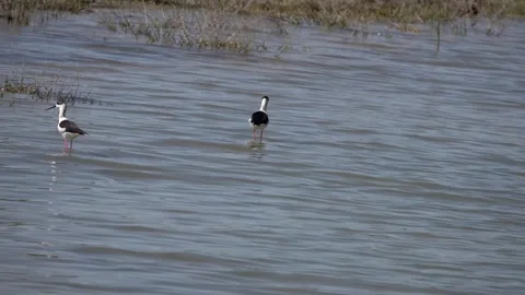 Pair of Black-Winged Stilts Walking in Water Near Shore vegetation Stock Footage 343630747