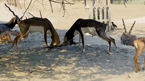 Pair of Blackbuck Antelopes Engaged in Friendly Fight Stock Footage 320362903