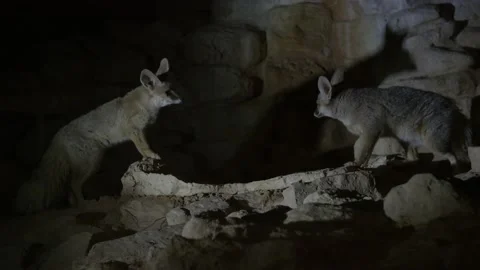 Pair Blanford's fox Active at night in desert cliff areas Stock Footage 152704882