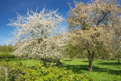 Pair of blossoming pear trees Stock Photos