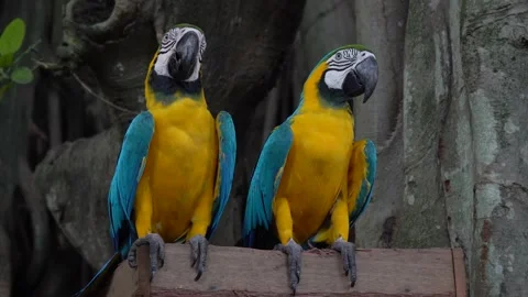 A pair of blue and yellow Macaw Parrots also known (Ara Ararauna) 스톡 동영상 138955228