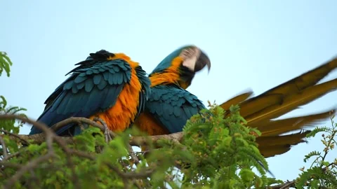 Pair of Blue and Yellow macaw Ara parrots grooming on a treetop in Pantanal Stock Footage 291625183