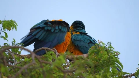 Pair of Blue and Yellow macaw Ara parrots grooming on a treetop in Pantanal Stock Footage 291625195